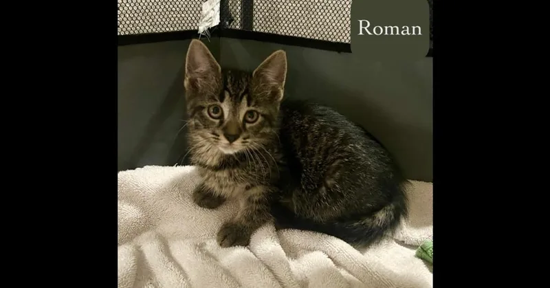 Roman thumbnail 3