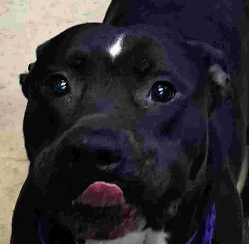 An adult large-sized male Black American Bully dog named Beefsteak for adoption in New Castle, IN