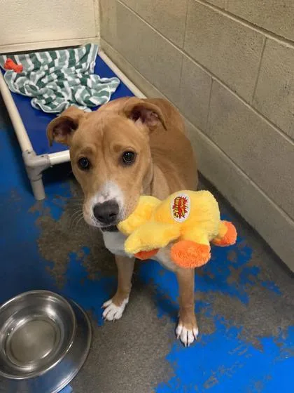 A young medium-sized female Labrador Retriever dog named Sissy for adoption in Fairhope, AL