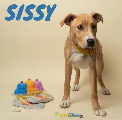 Sissy thumbnail 2