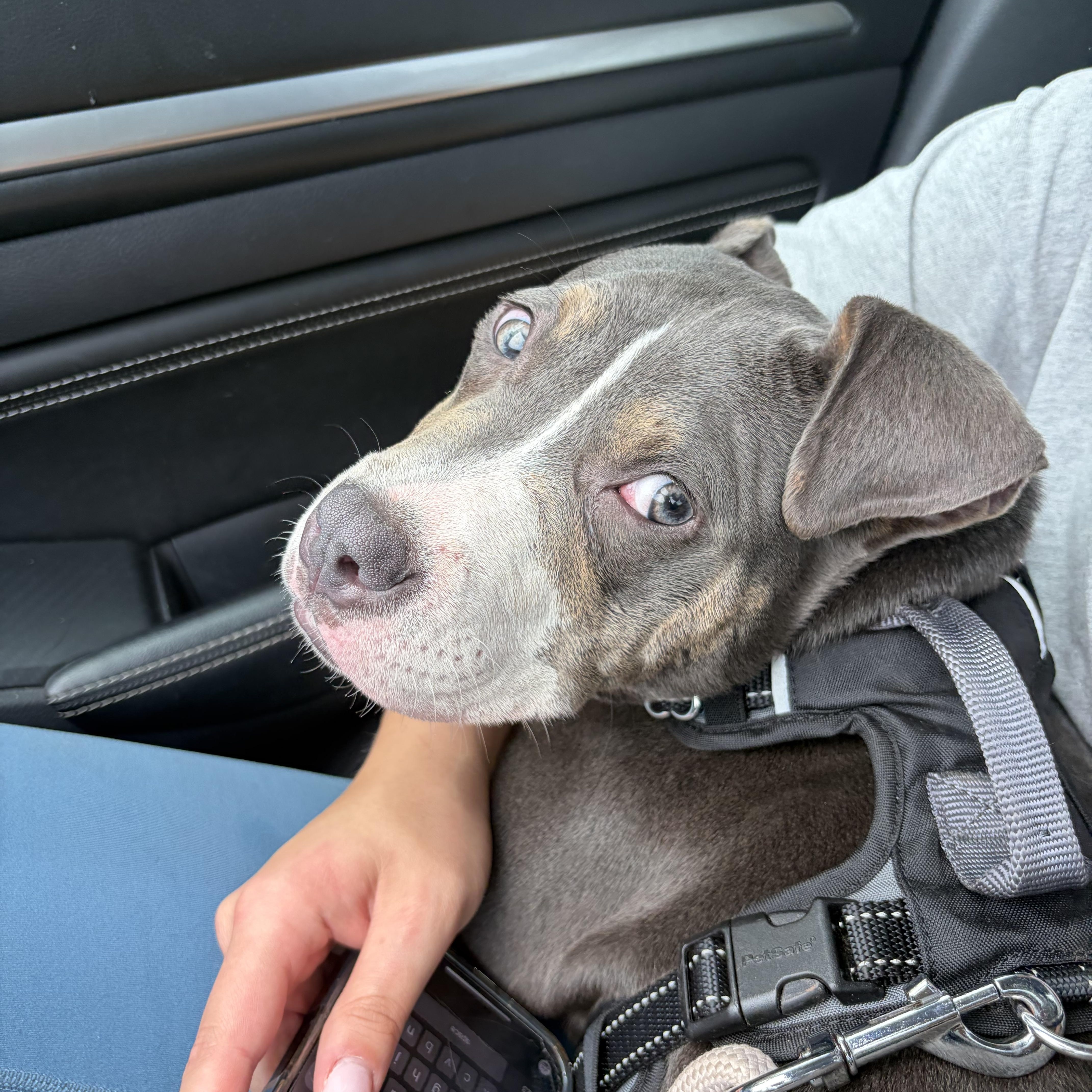 A baby medium-sized female Gray / Blue / Silver American Staffordshire Terrier dog named Kisses for adoption in Lancaster, SC