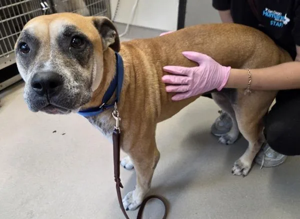 An adult large-sized male Boxer dog named Rocky for adoption in El Cajon, CA