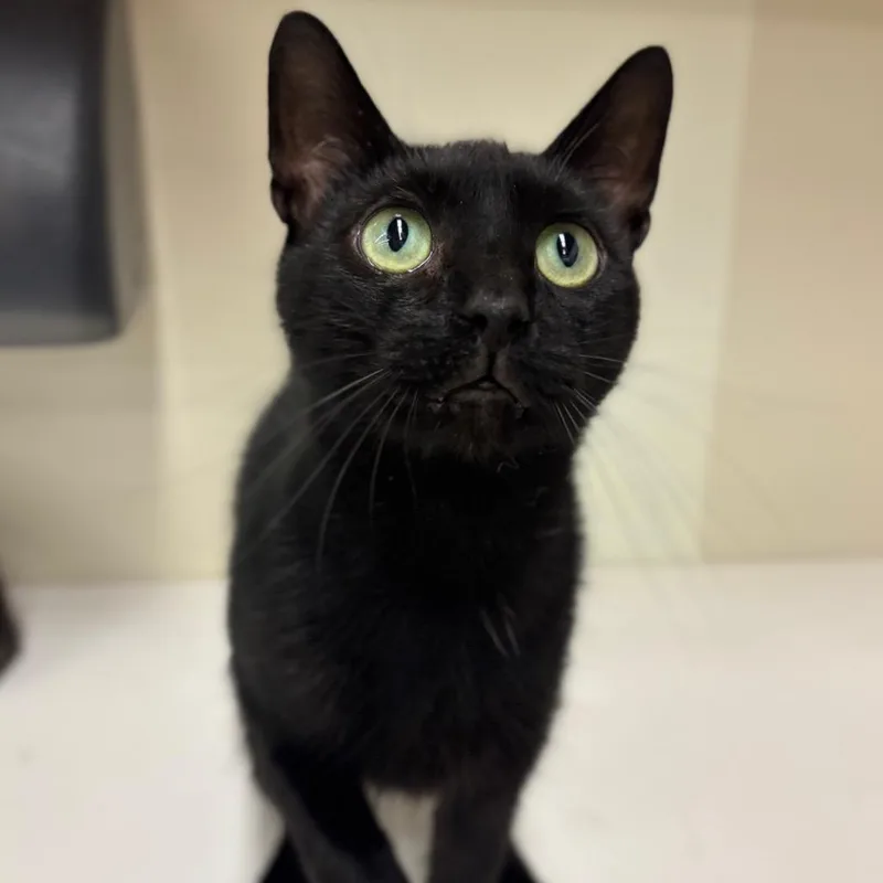 A young medium-sized male Black Domestic Short Hair cat named Daraby for adoption in Woodbury, NJ