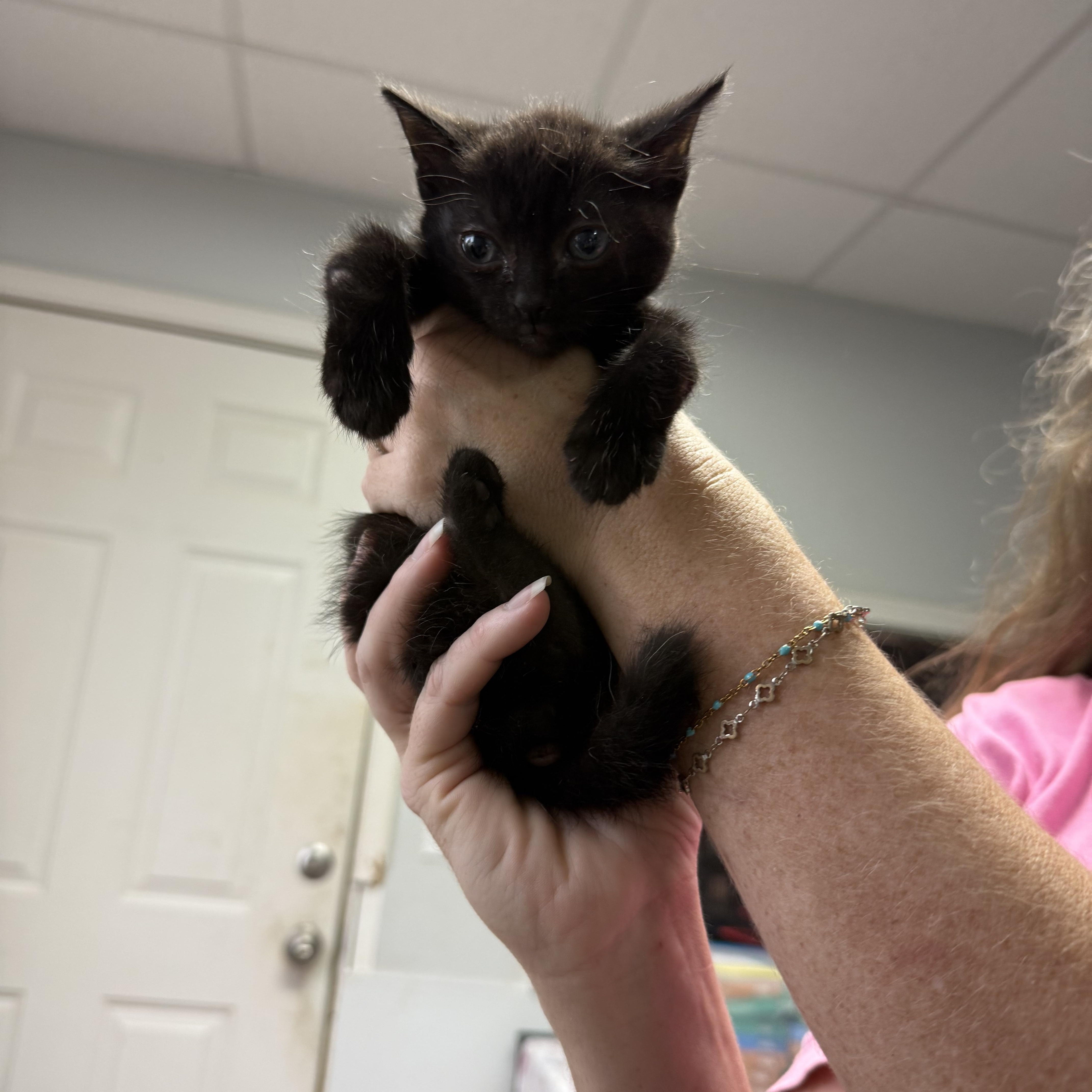 A baby small-sized male Black Domestic Short Hair cat named Dan for adoption in Columbia, SC