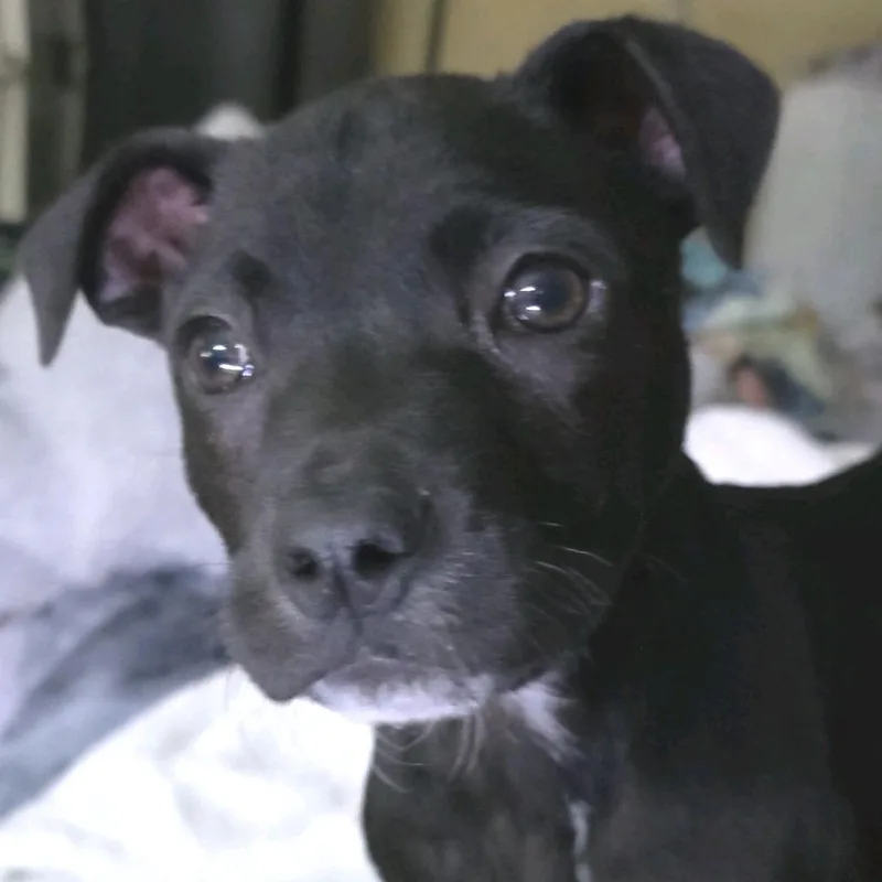 Indiana Jones thumbnail 2