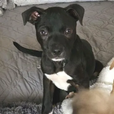 Indiana Jones thumbnail 3