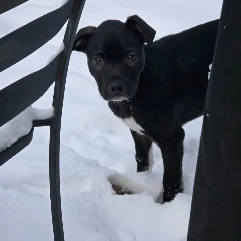 Indiana Jones thumbnail 4