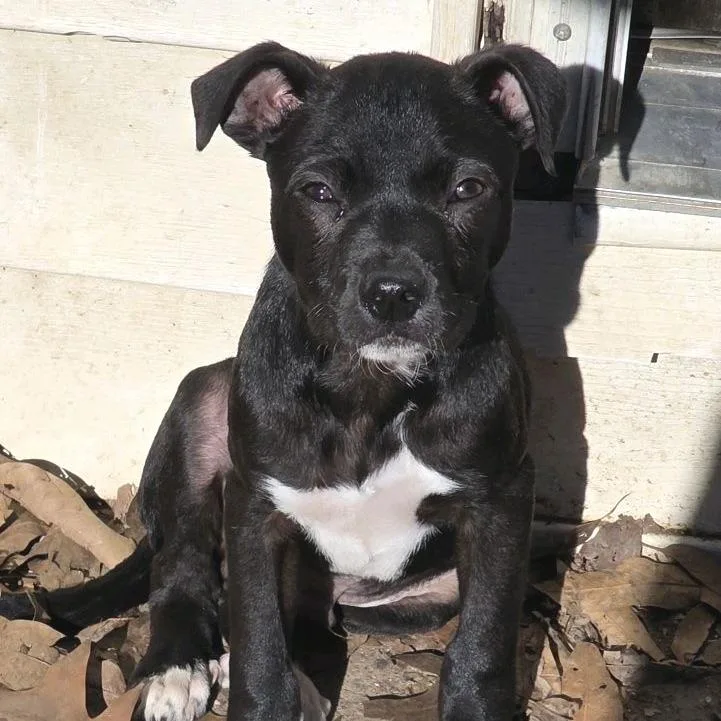 Indiana Jones thumbnail 5