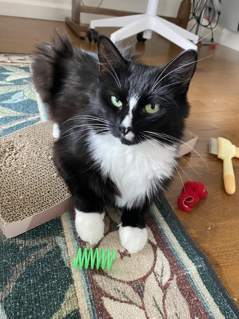 A young medium-sized female Black & White / Tuxedo Domestic Medium Hair cat named Minka for adoption in Somerville, MA