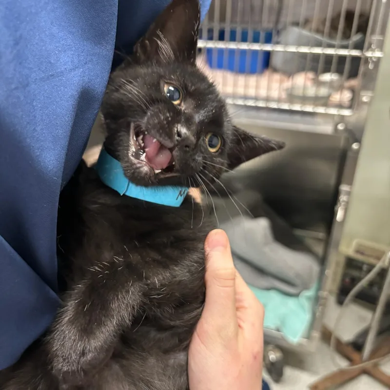 A baby medium-sized male Black Domestic Short Hair cat named Macintosh for adoption in Kent, WA