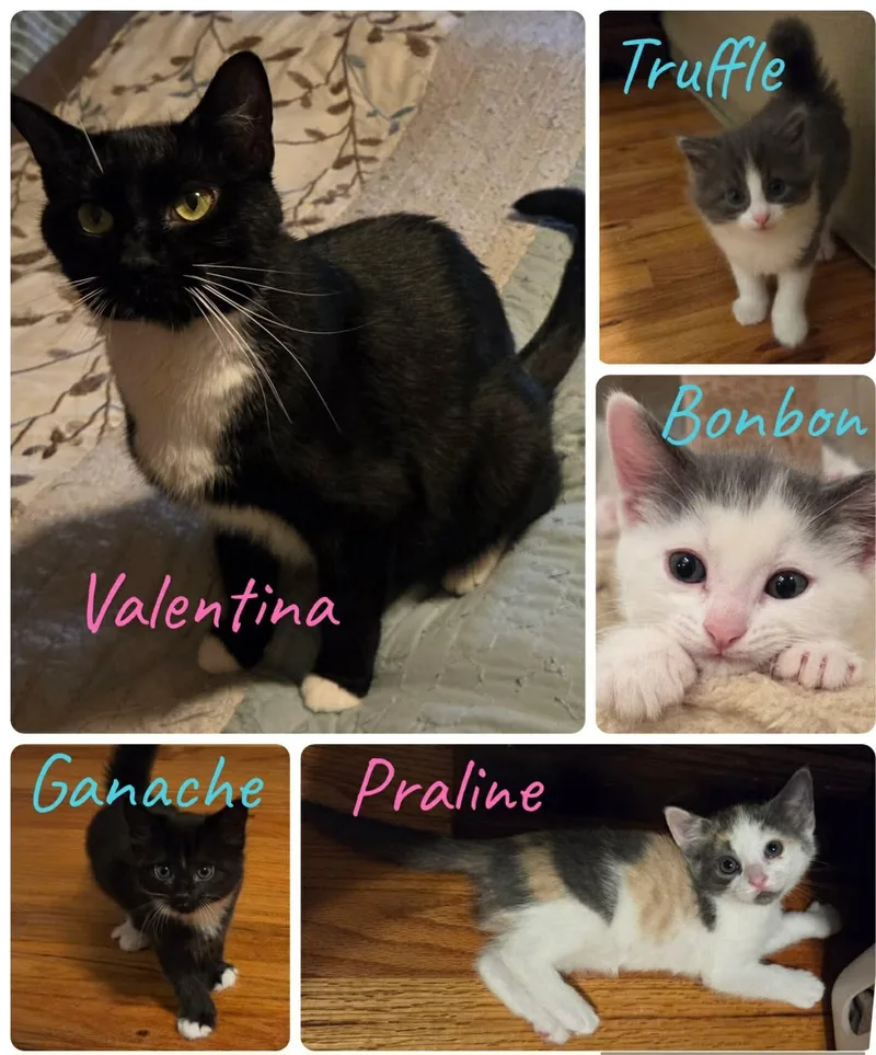 A young medium-sized female Domestic Short Hair cat named Valentina & Praline for adoption in Manchester, CT
