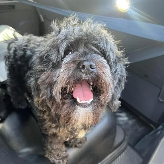 An adult small-sized male Black Mixed Breed dog named Officer Curly for adoption in Davenport, IA