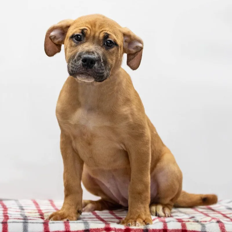 A young medium-sized female Red / Chestnut / Orange Mixed Breed dog named Millie for adoption in Henderson, KY