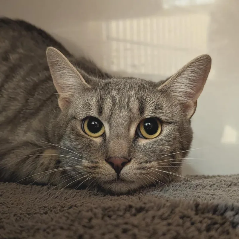 A young medium-sized female Gray / Blue / Silver Domestic Short Hair cat named Mercury for adoption in Washington Township, OH