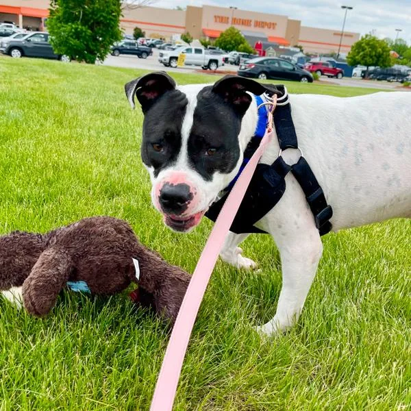 An adult large-sized male Pit Bull Terrier dog named Bojangles for adoption in Des Moines, IA