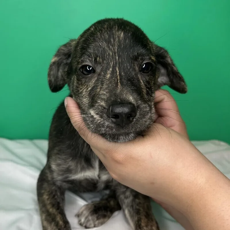 A baby small-sized male Black Hound dog named Cedar for adoption in San Antonio, TX