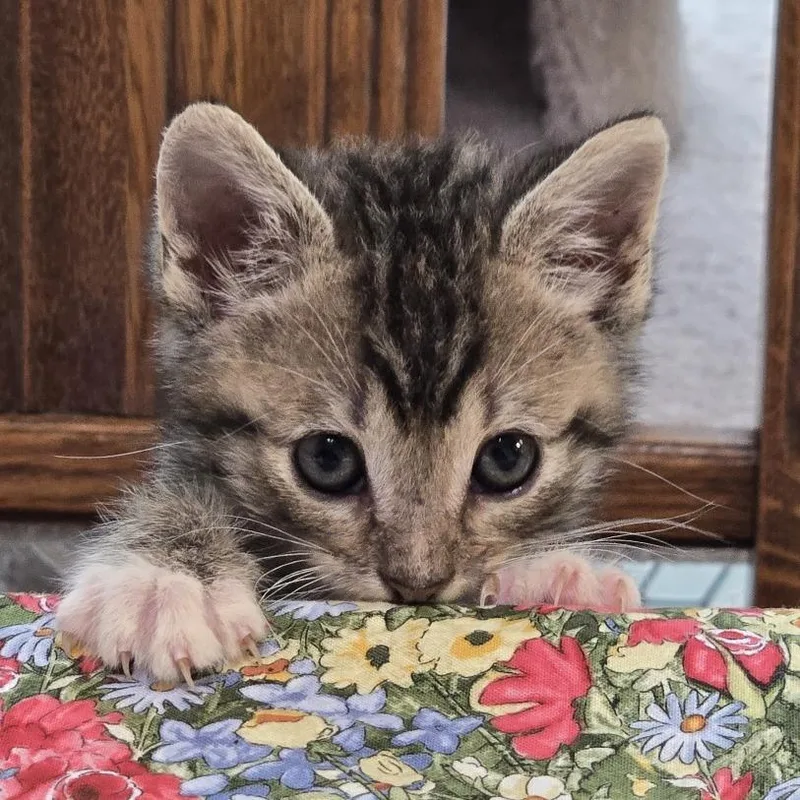 A baby small-sized male Brown / Chocolate Domestic Short Hair cat named Sage for adoption in San Gabriel, CA