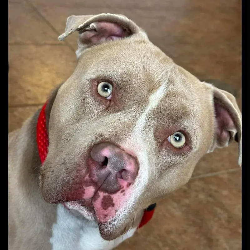 An adult medium-sized male Yellow / Tan / Blond / Fawn Mixed Breed dog named Mister C for adoption in Philadelphia, PA