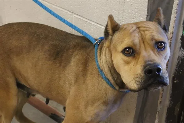 An adult large-sized female Mixed Breed dog named Maddy for adoption in Columbia, SC