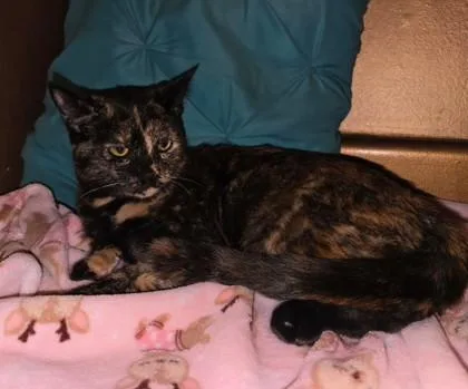 A baby medium-sized female Domestic Short Hair cat named Blossom Twinkletoes for adoption in Savannah, GA