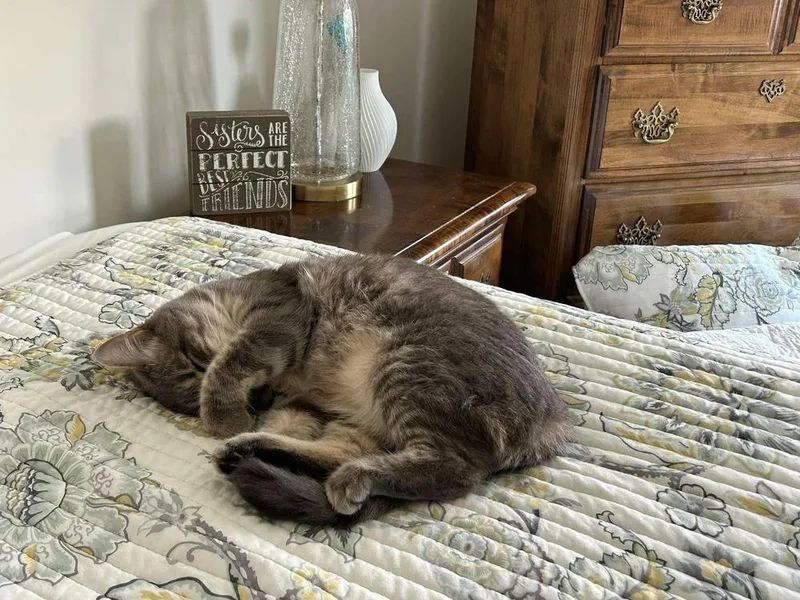 An adult medium-sized female Domestic Short Hair cat named Winnie May for adoption in Groveland, MA