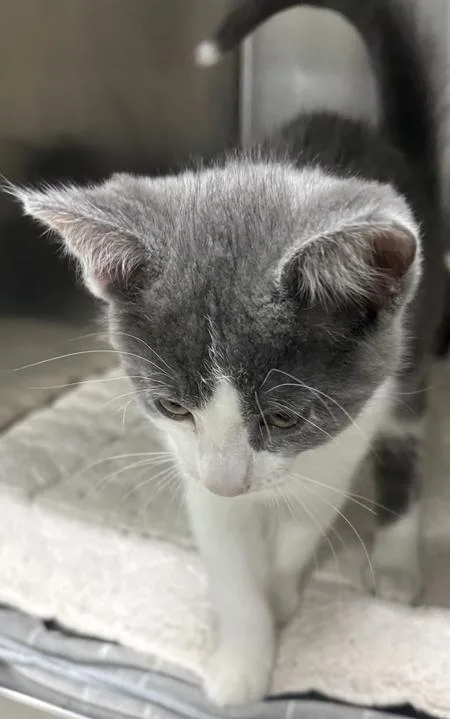 A baby medium-sized male Domestic Short Hair cat named Waldo for adoption in Jackson, MI
