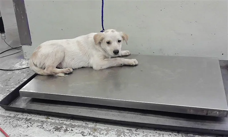 A young medium-sized male Chihuahua dog named Leo for adoption in Houston, TX