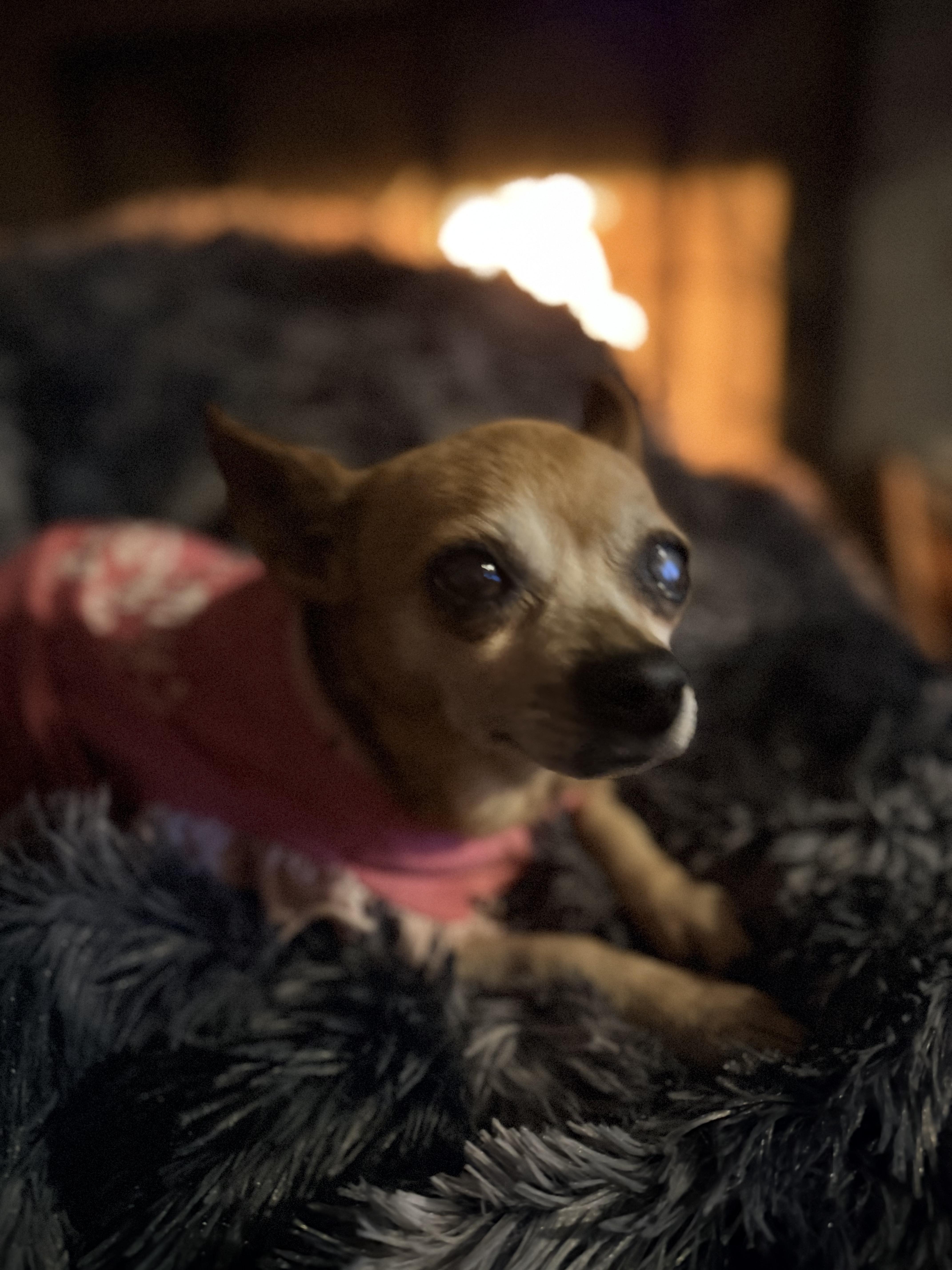 A senior small-sized female Brown / Chocolate Chihuahua dog named Mabel for adoption in Wills Point, TX