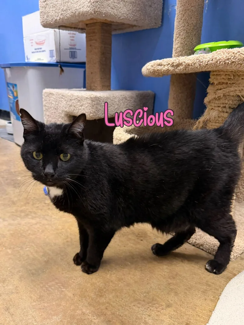 An adult medium-sized male Black Domestic Short Hair cat named Luscious for adoption in Spring Lake, NJ