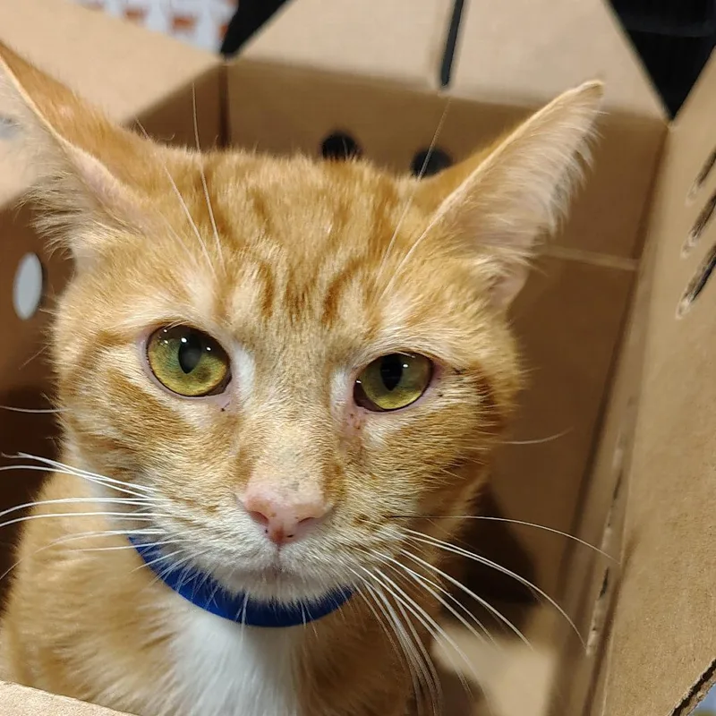 A young medium-sized male Orange / Red Domestic Short Hair cat named Capri for adoption in Tampa, FL