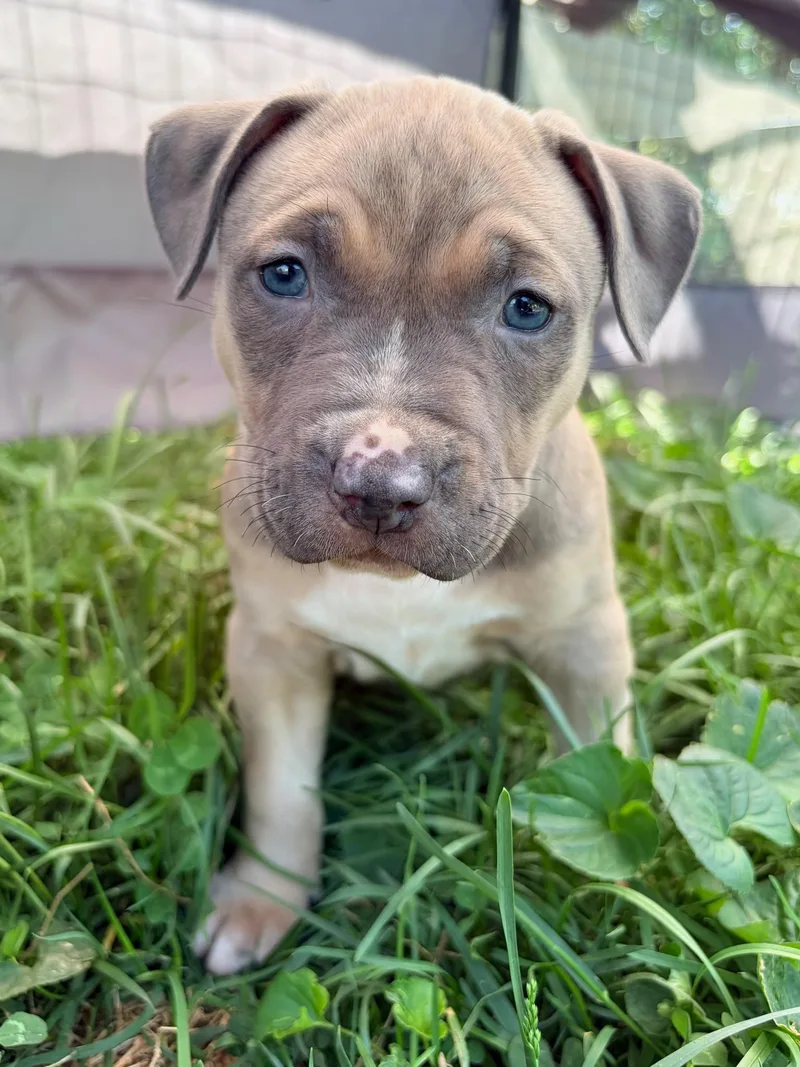 A baby large-sized female Tricolor (Brown, Black, & White) Pit Bull Terrier dog named Chaos for adoption in Alexandria, VA