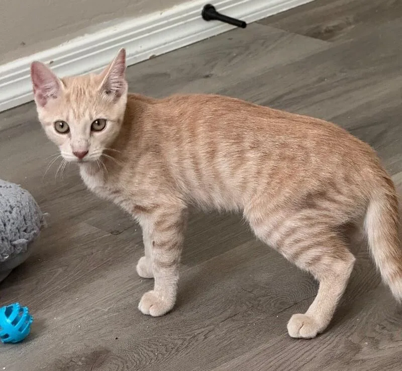 Honey H Litter