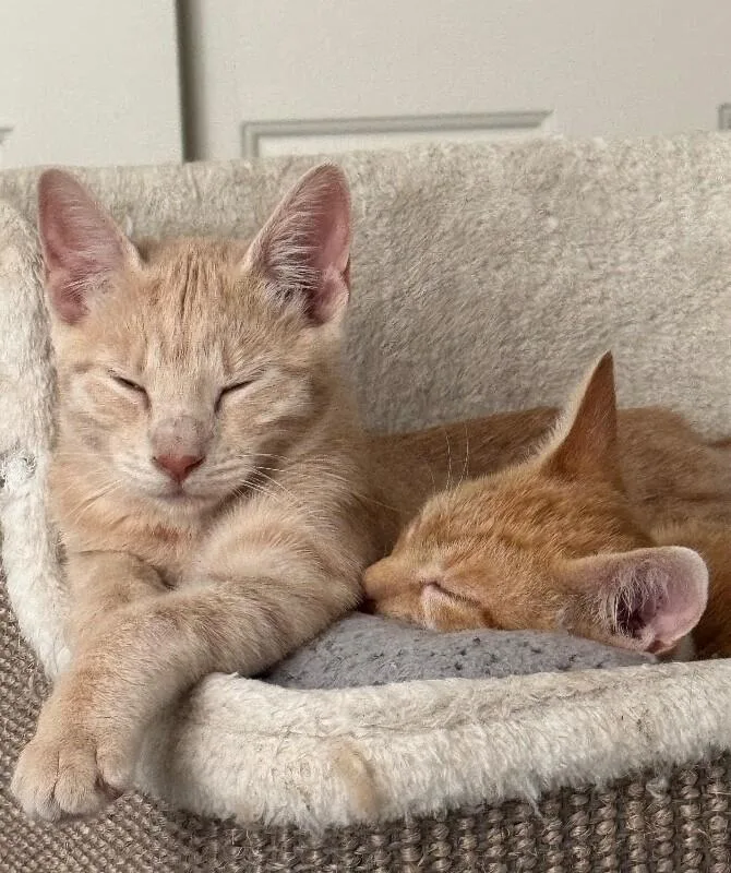 Honey  H Litter thumbnail 2