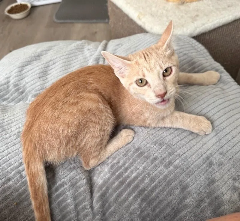 Honey  H Litter thumbnail 3
