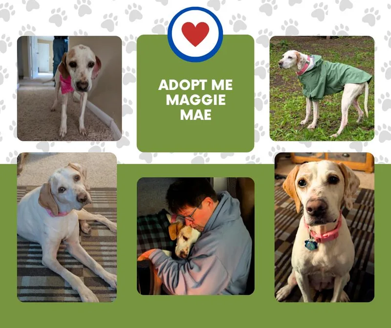 A senior medium-sized female White / Cream English Pointer dog named Maggie Mae for adoption in Bridgeton, NJ