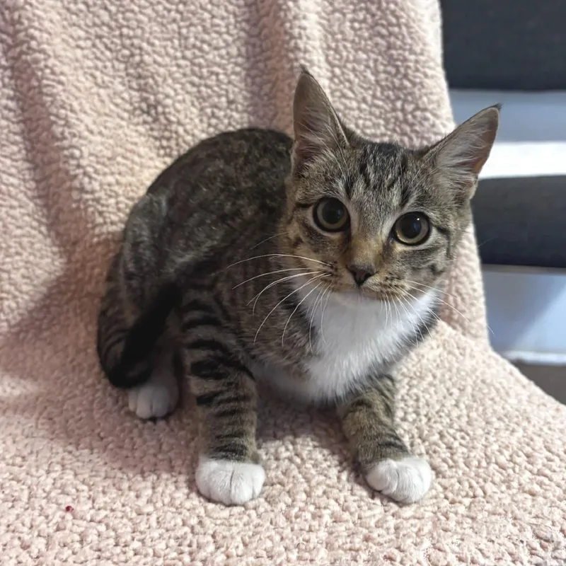 A baby small-sized female Brown / Chocolate Domestic Short Hair cat named Avril Purring for adoption in Belleville, IL