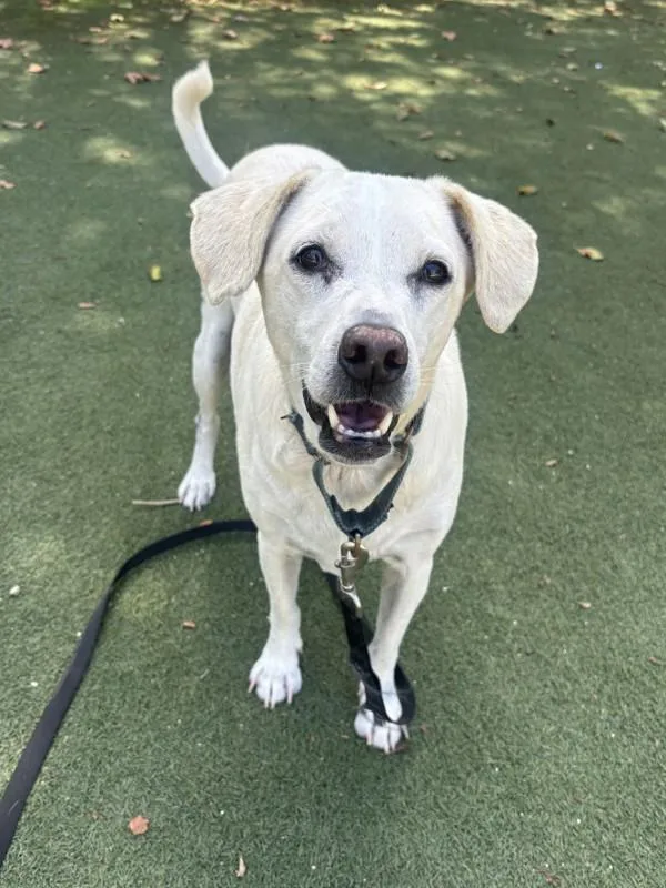 An adult large-sized male Labrador Retriever dog named Cozmo for adoption in Oceanside, CA