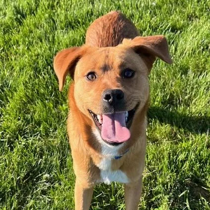 A young medium-sized male Golden Mixed Breed dog named Brownie for adoption in Albany, NY