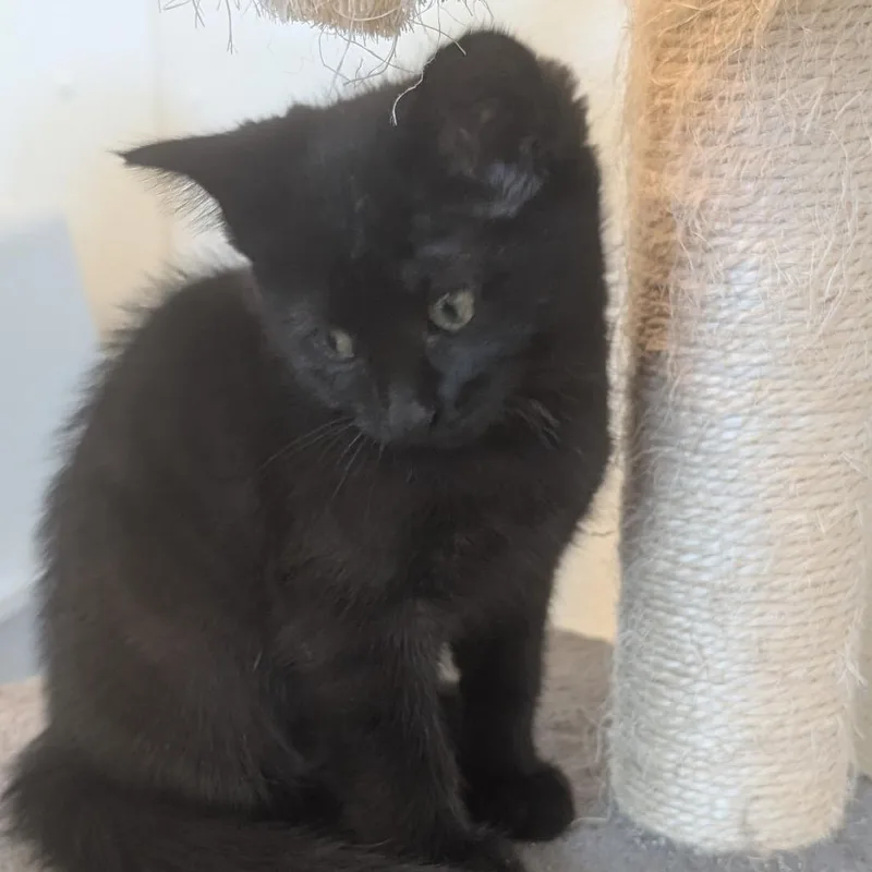 A baby small-sized female Black American Shorthair cat named Charlie C for adoption in Franklin, PA