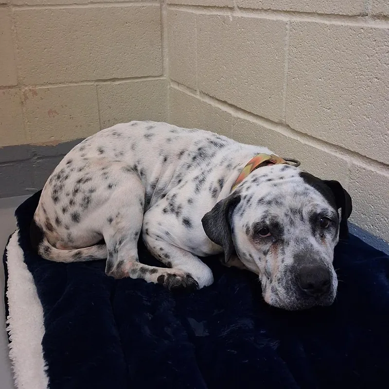 An adult large-sized female White / Cream Pit Bull Terrier dog named Berry for adoption in Lufkin, TX