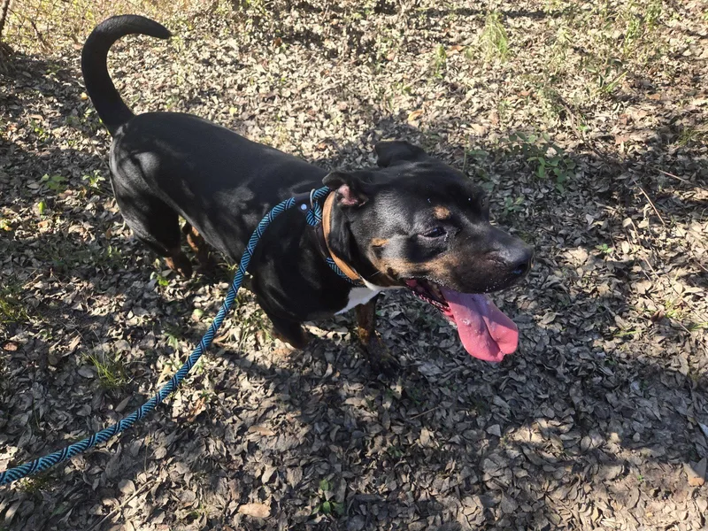 An adult large-sized male Rottweiler dog named Camp for adoption in Jackson, MS