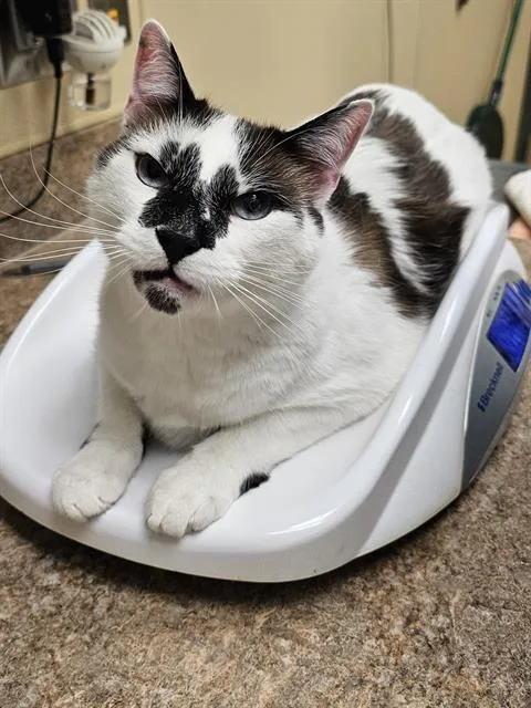 An adult medium-sized male Snowshoe cat named Mikey for adoption in Clyde, NC