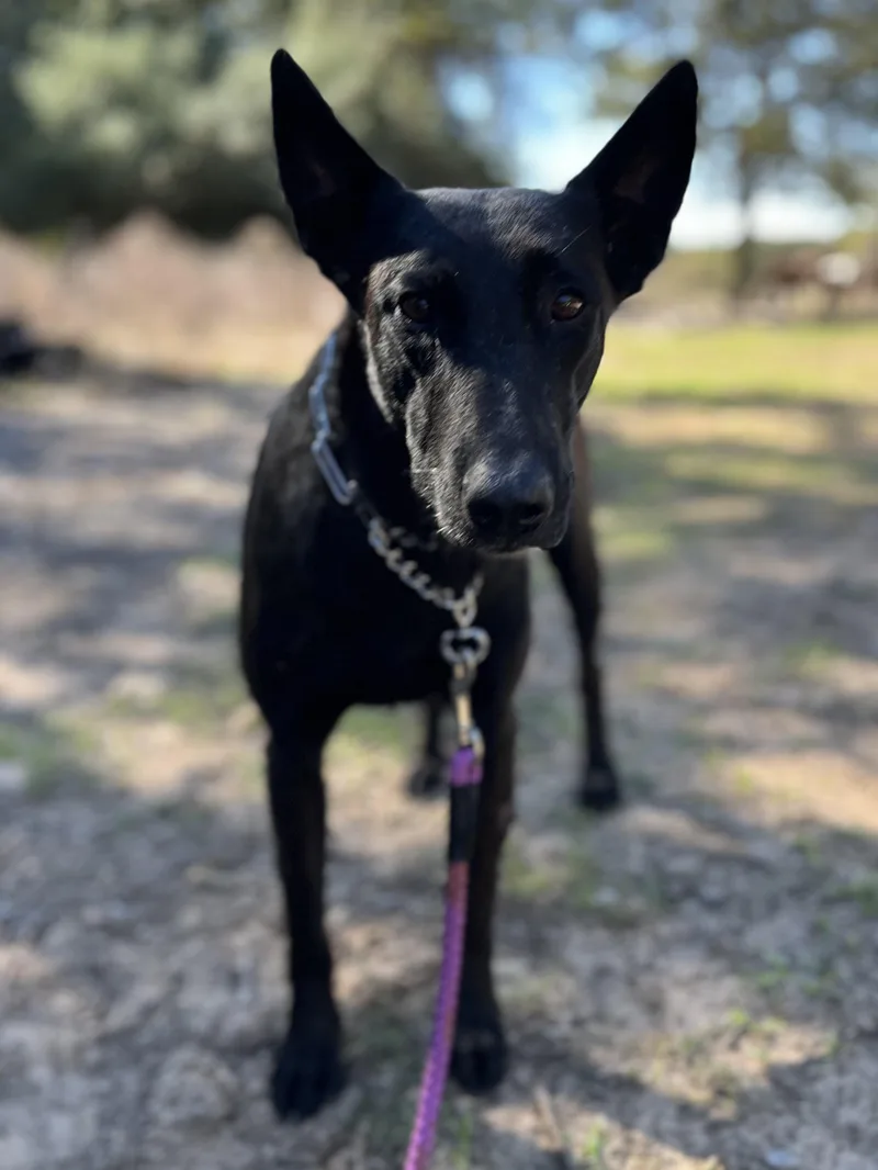 A young medium-sized female Bicolor Belgian Shepherd / Malinois dog named Revna for adoption in Lexington, TX
