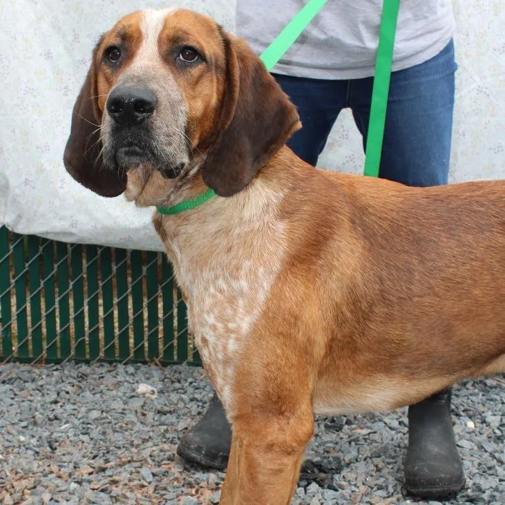 An adult small-sized male Mixed Breed dog named Red for adoption in Mount Gilead, NC