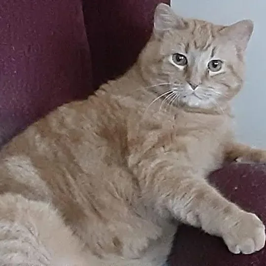 A senior extra large-sized male Domestic Short Hair cat named Simba for adoption in Rockford, MI