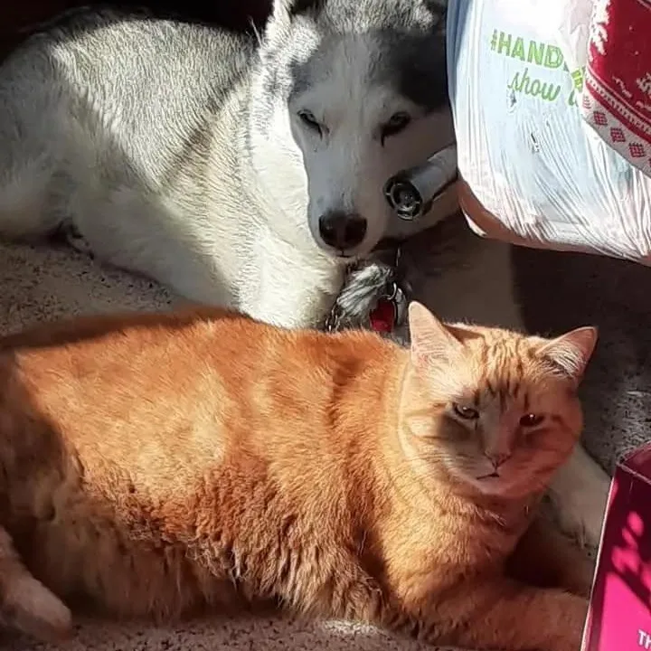 Simba thumbnail 2
