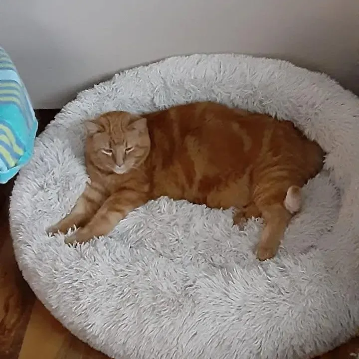 Simba thumbnail 3