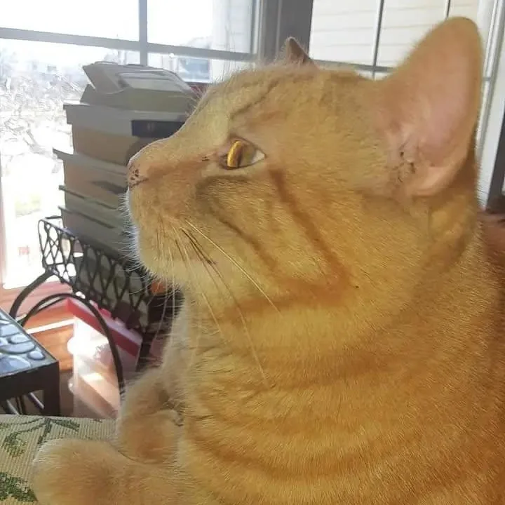 Simba thumbnail 4