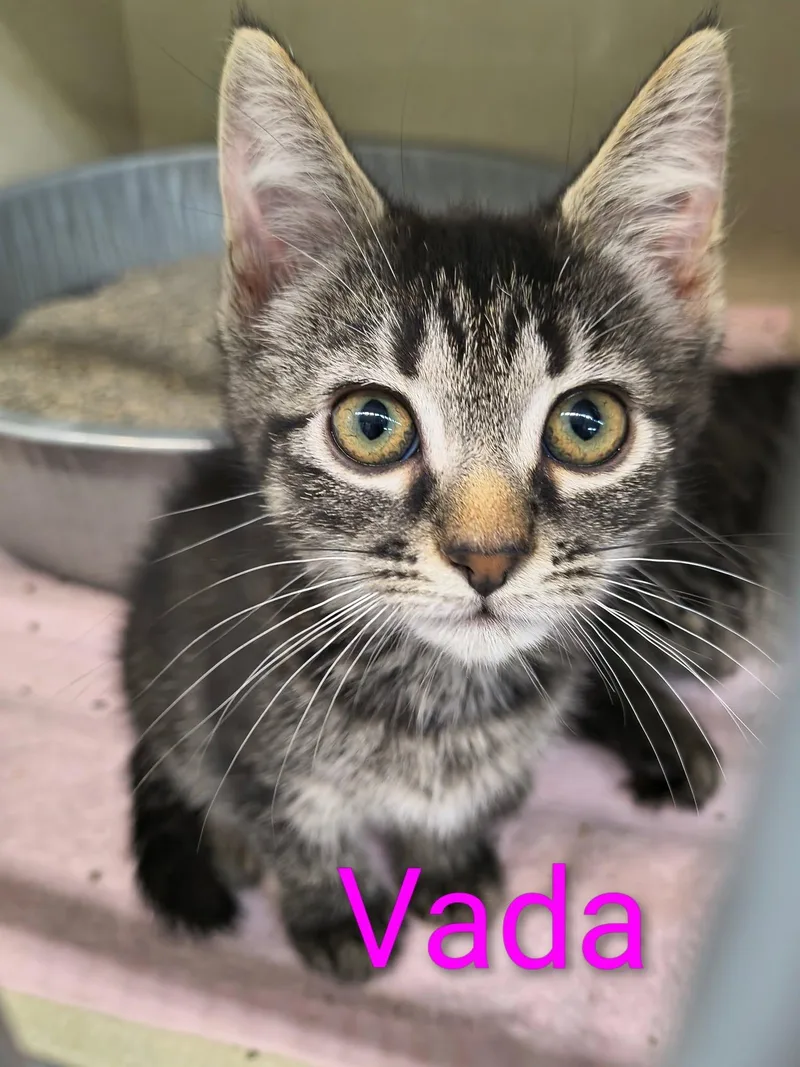 A baby medium-sized female Tabby (Gray / Blue / Silver) Domestic Short Hair cat named Vada for adoption in Saint Marys, PA