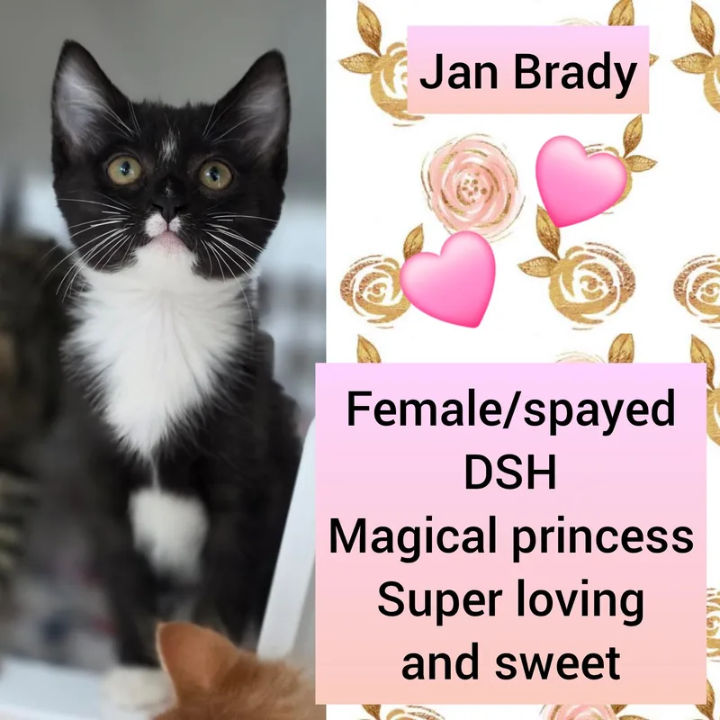 A baby medium-sized female Black & White / Tuxedo Domestic Short Hair cat named Jan Brady for adoption in Beaverton, OR